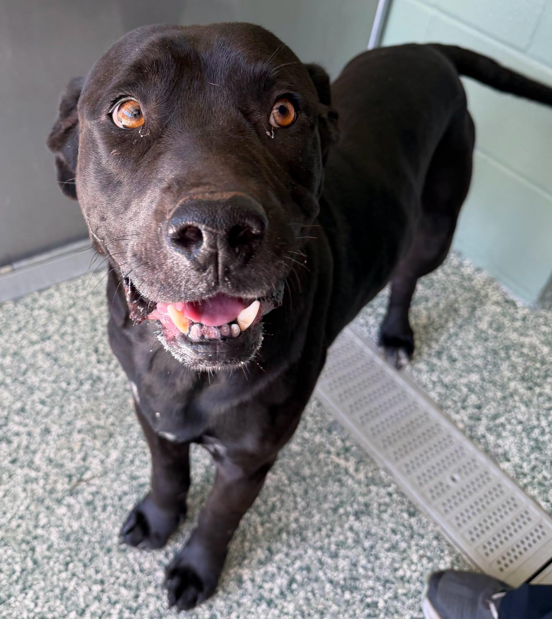 Enlarge Midnight, a Adoptable mixed breed in Salisbury, NC image 1/1