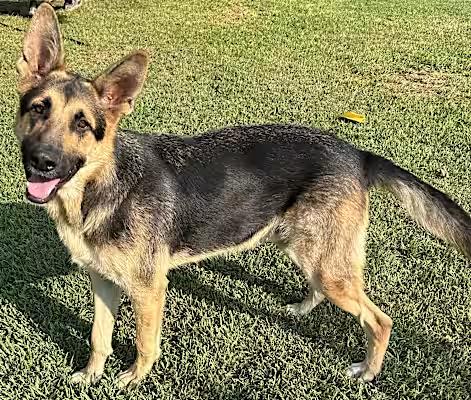 Max, Young Male German Shepherd Dog