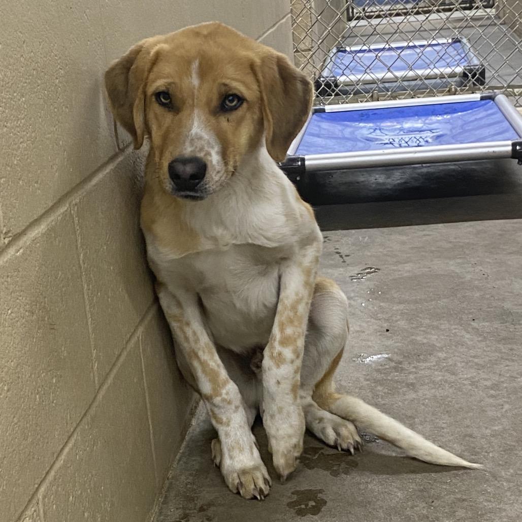 Enlarge Flapjack, a Adoptable Mixed Breed image 1/2