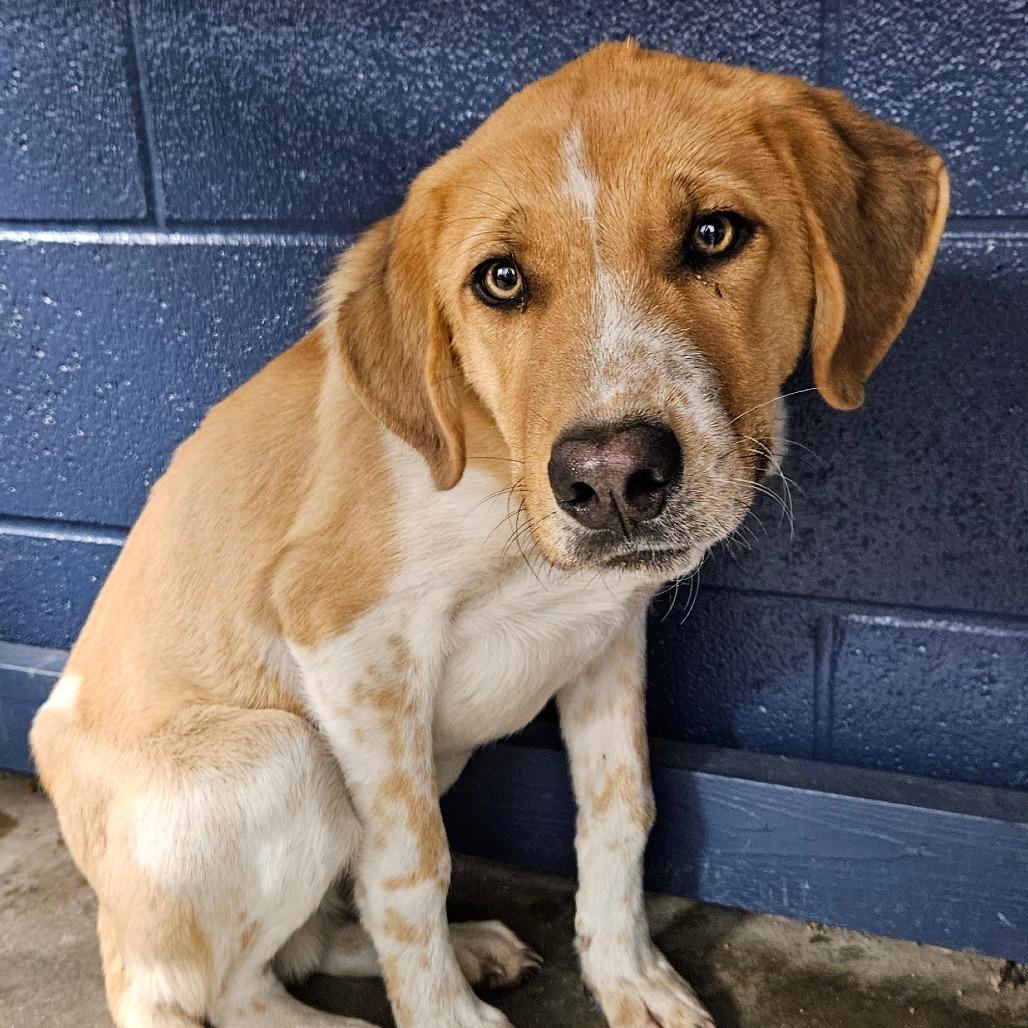 Enlarge Flapjack, a Adoptable Mixed Breed image 2/2