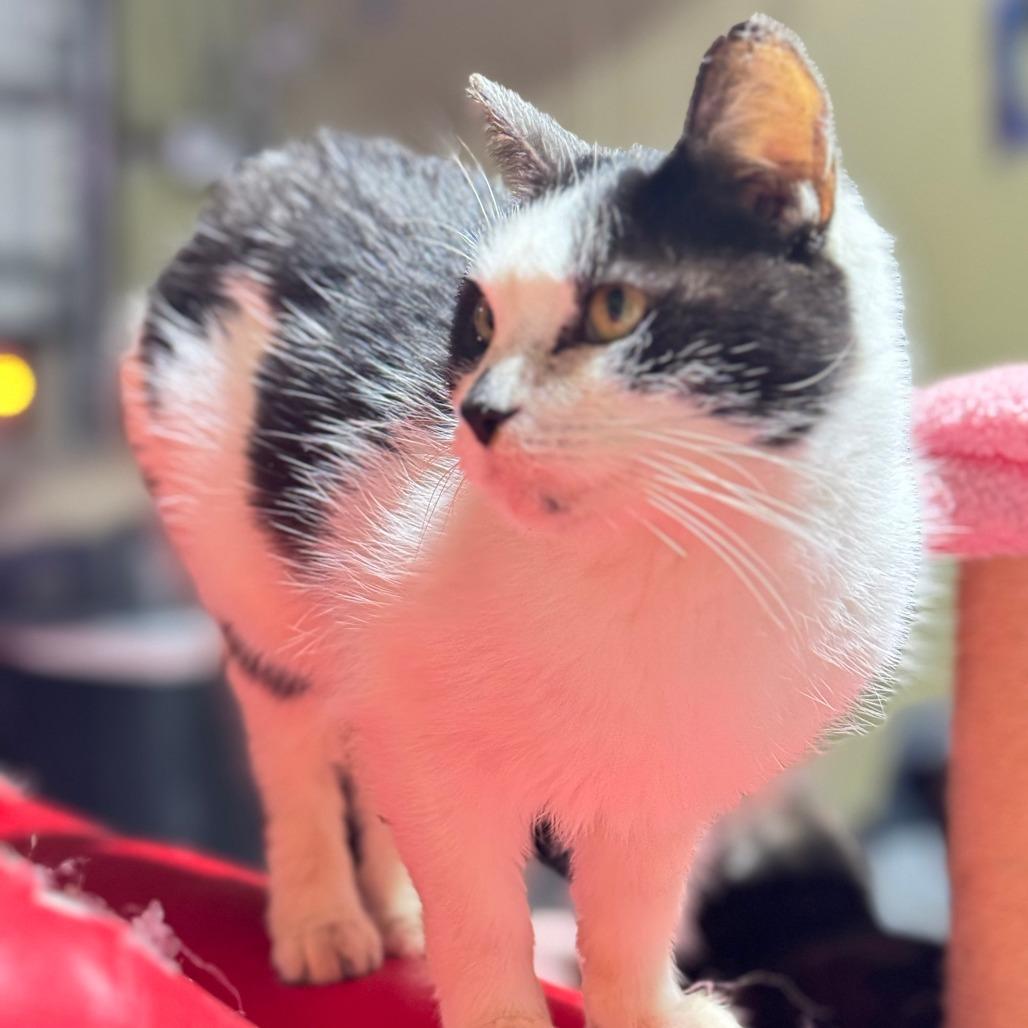 Princess, Adoptable, Senior Female Domestic Medium Hair.