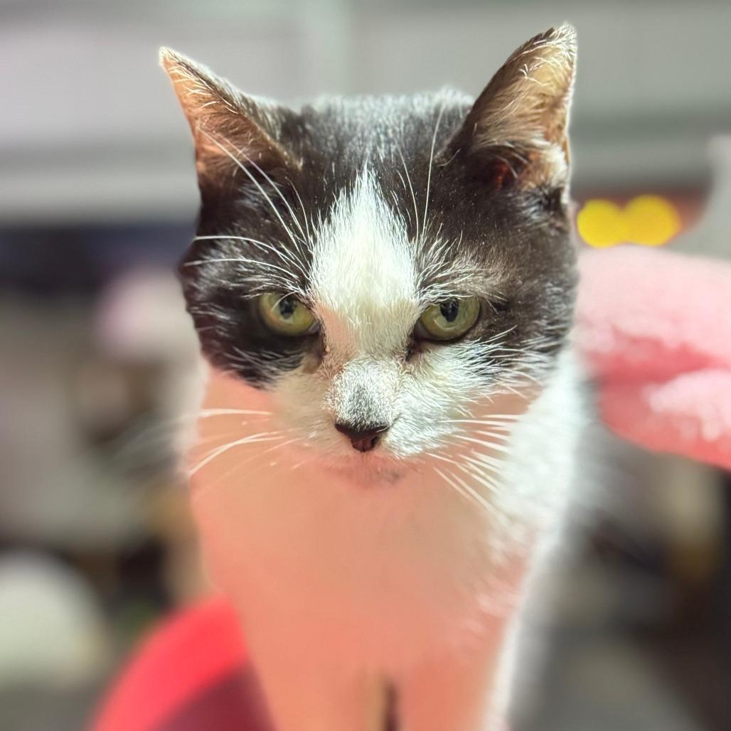 Enlarge Princess, a Adoptable Domestic Medium Hair in largo, FL image 2/2
