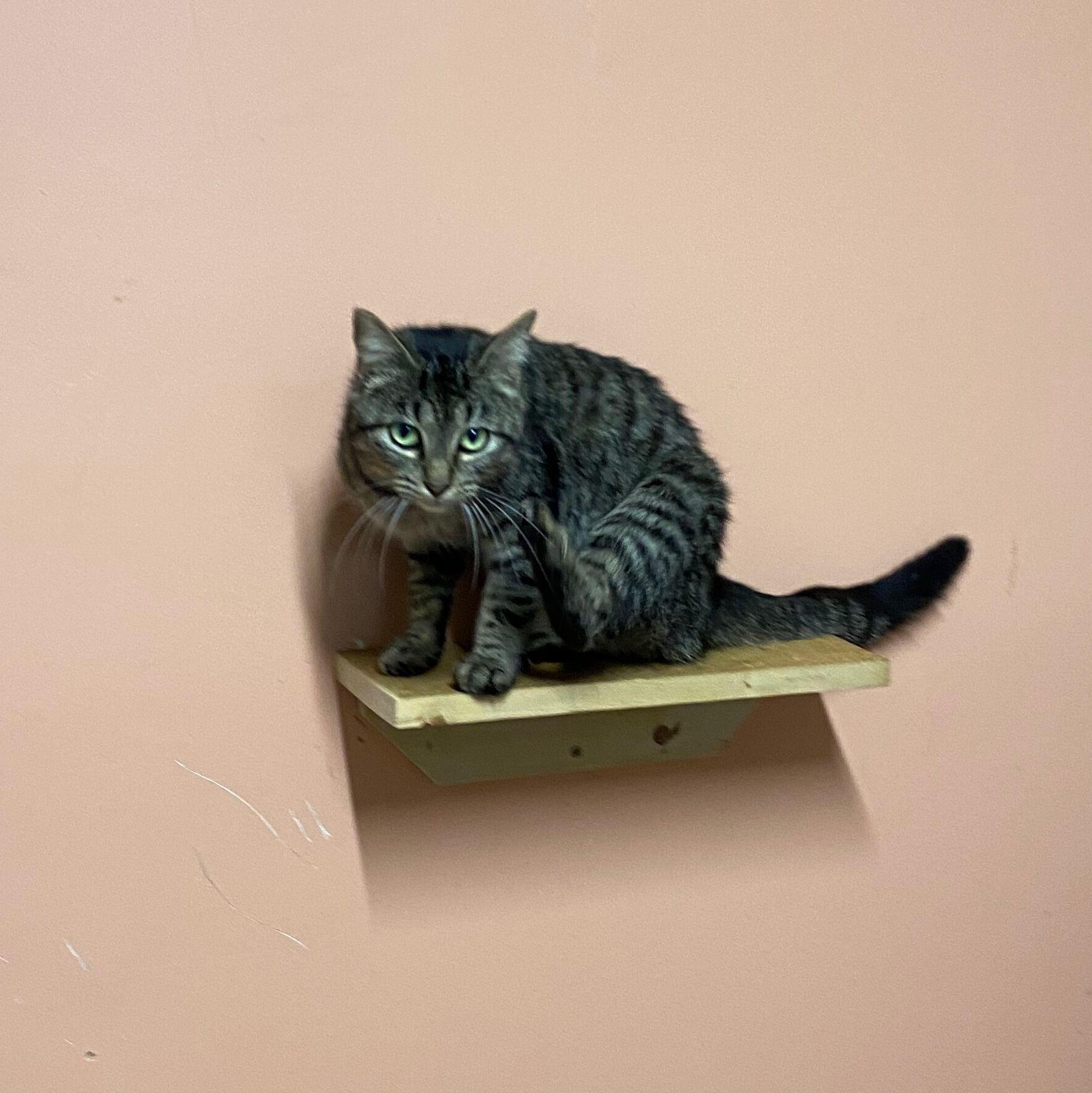 Elsa, a Adoptable Domestic Short Hair in Peru, IN image 5/5