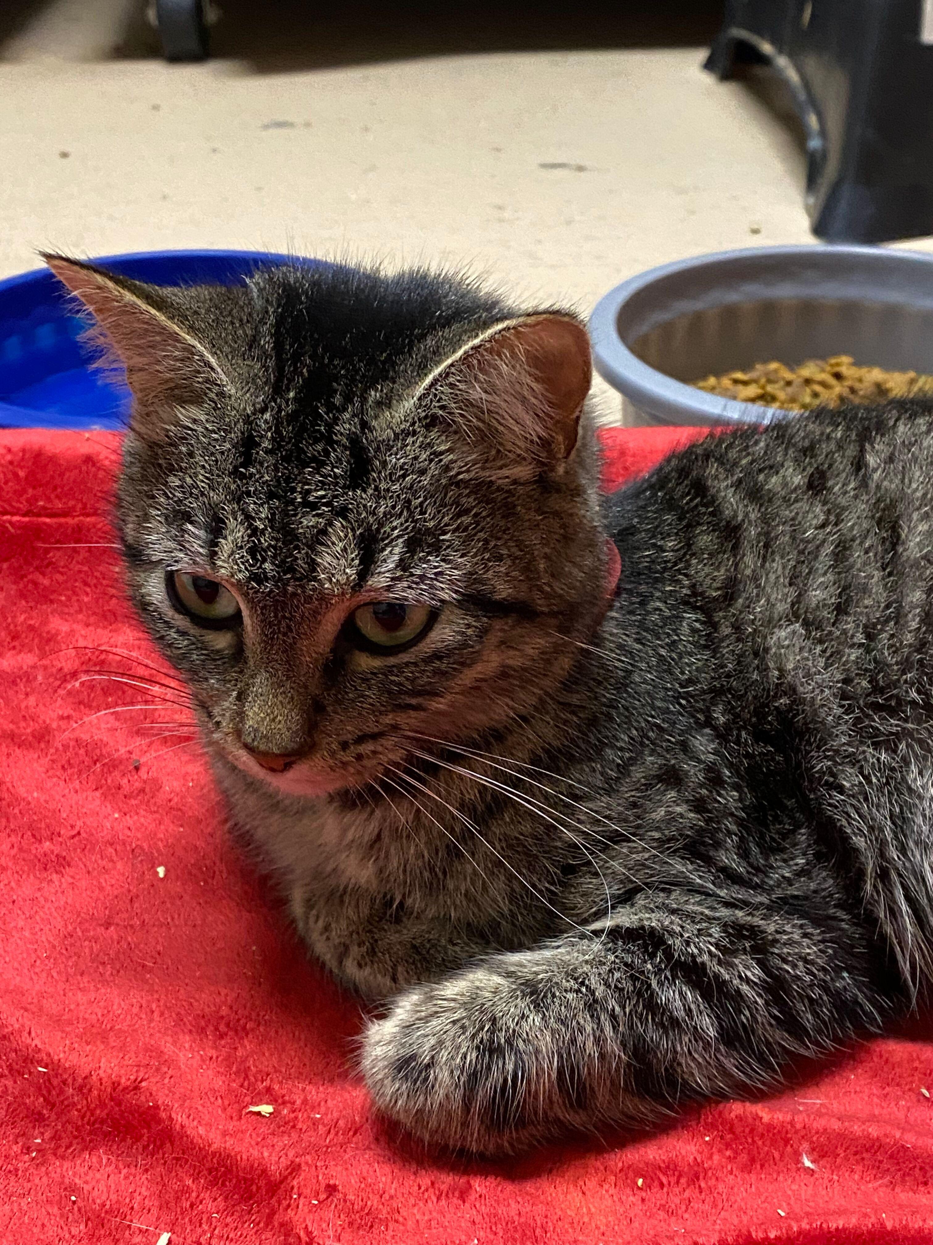 Elsa, a Adoptable Domestic Short Hair in Peru, IN image 3/5