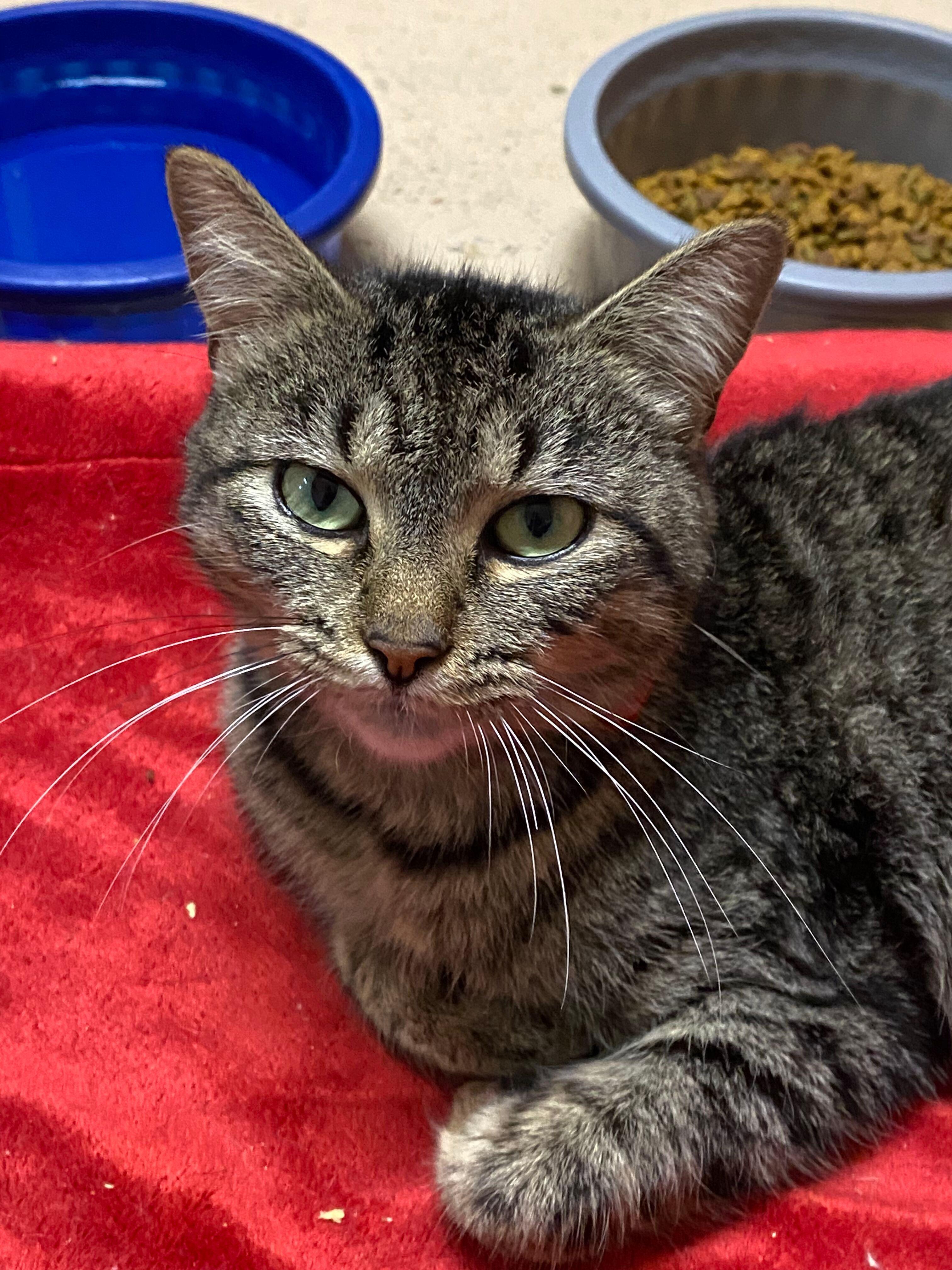 Elsa, a Adoptable Domestic Short Hair in Peru, IN image 1/5