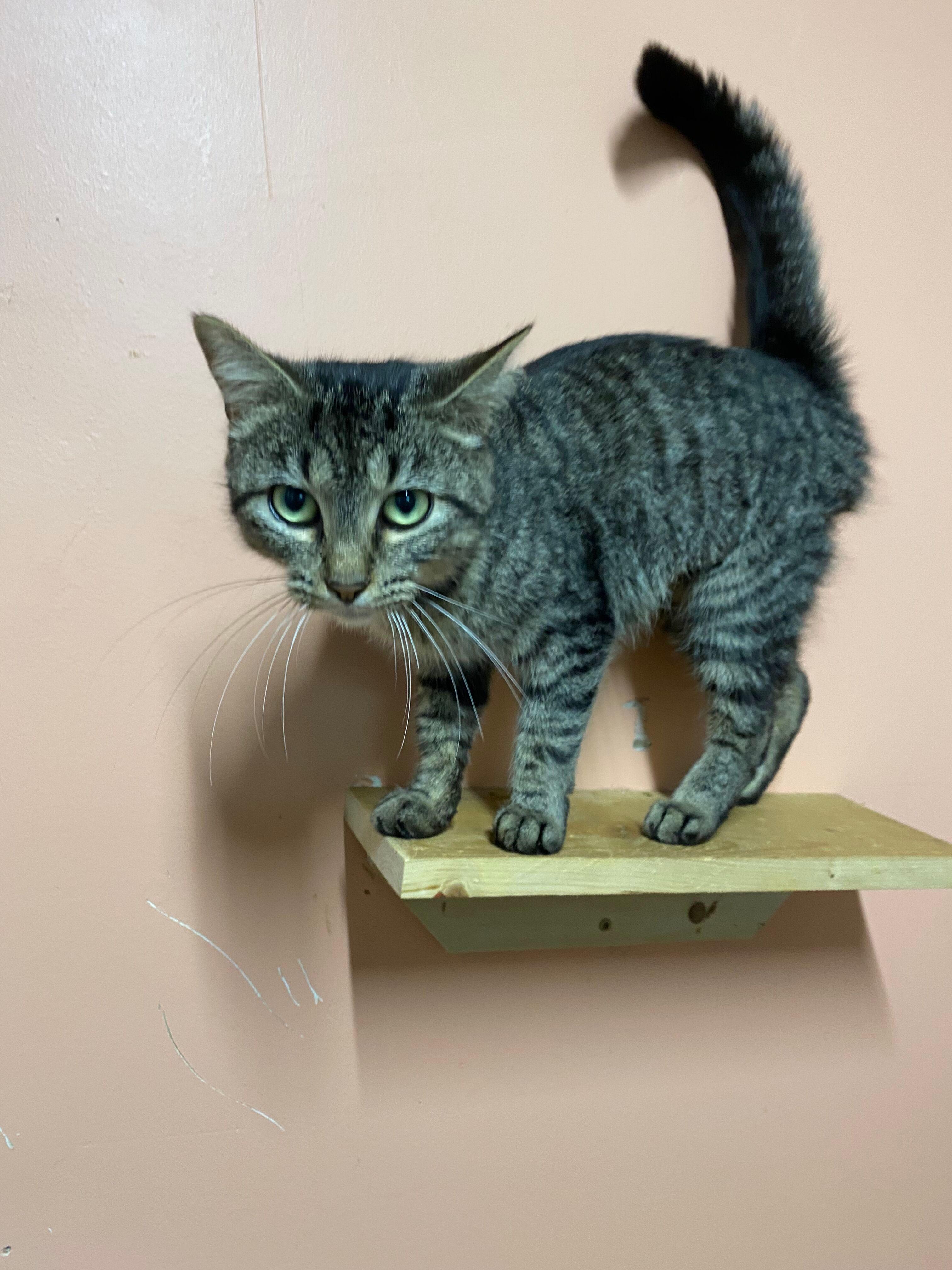 Elsa, a Adoptable Domestic Short Hair in Peru, IN image 4/5