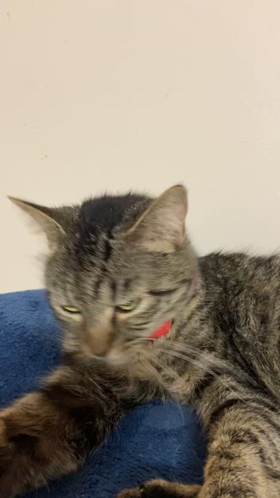 Enlarge Elsa, a Adoptable Domestic Short Hair in Peru, IN video 2/5