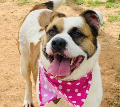 Lily $25 Fostered, Adoptable, Young Female Terrier & Mixed Breed.