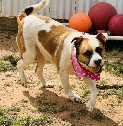 Enlarge Lily $25 Fostered, a Adoptable mixed breed in Seneca, SC image 2/3