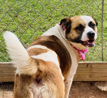 Enlarge Lily $25 Fostered, a Adoptable mixed breed in Seneca, SC image 3/3