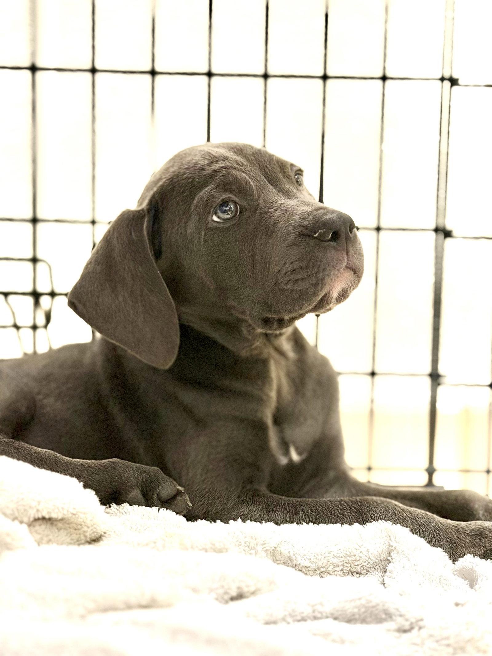 Serafina, Adopted, Puppy Female Mastiff.