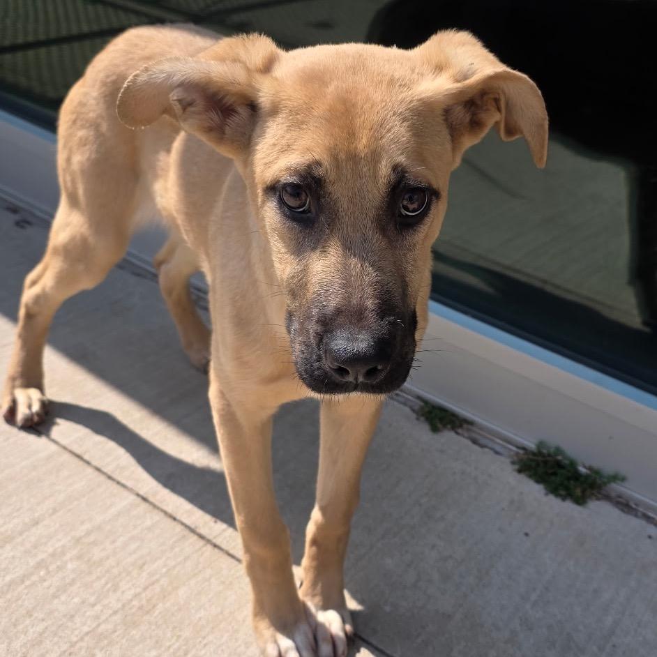 Pierogi, Adoptable, Young Male Shepherd & Mixed Breed.