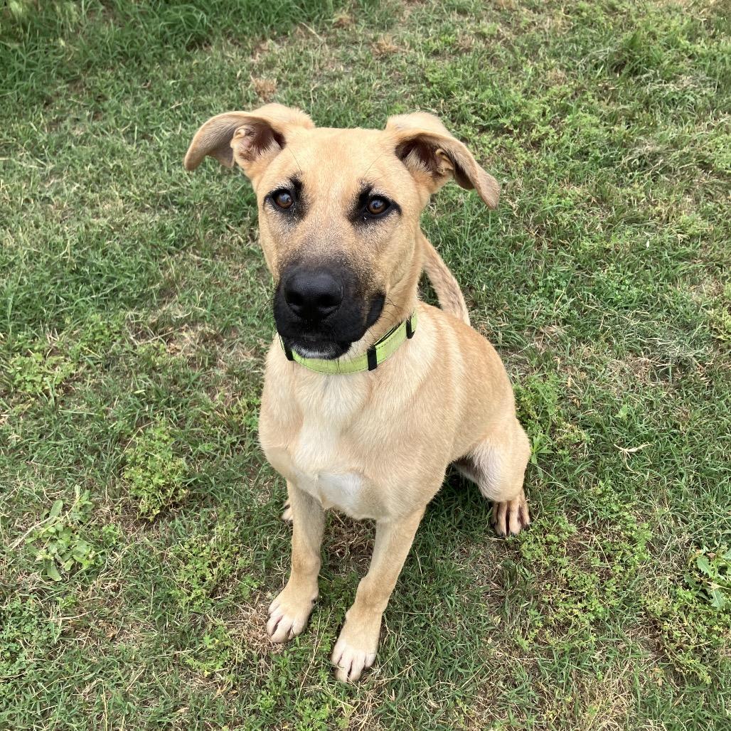 Pierogi, a Adoptable mixed breed in Norman, OK image 3/6