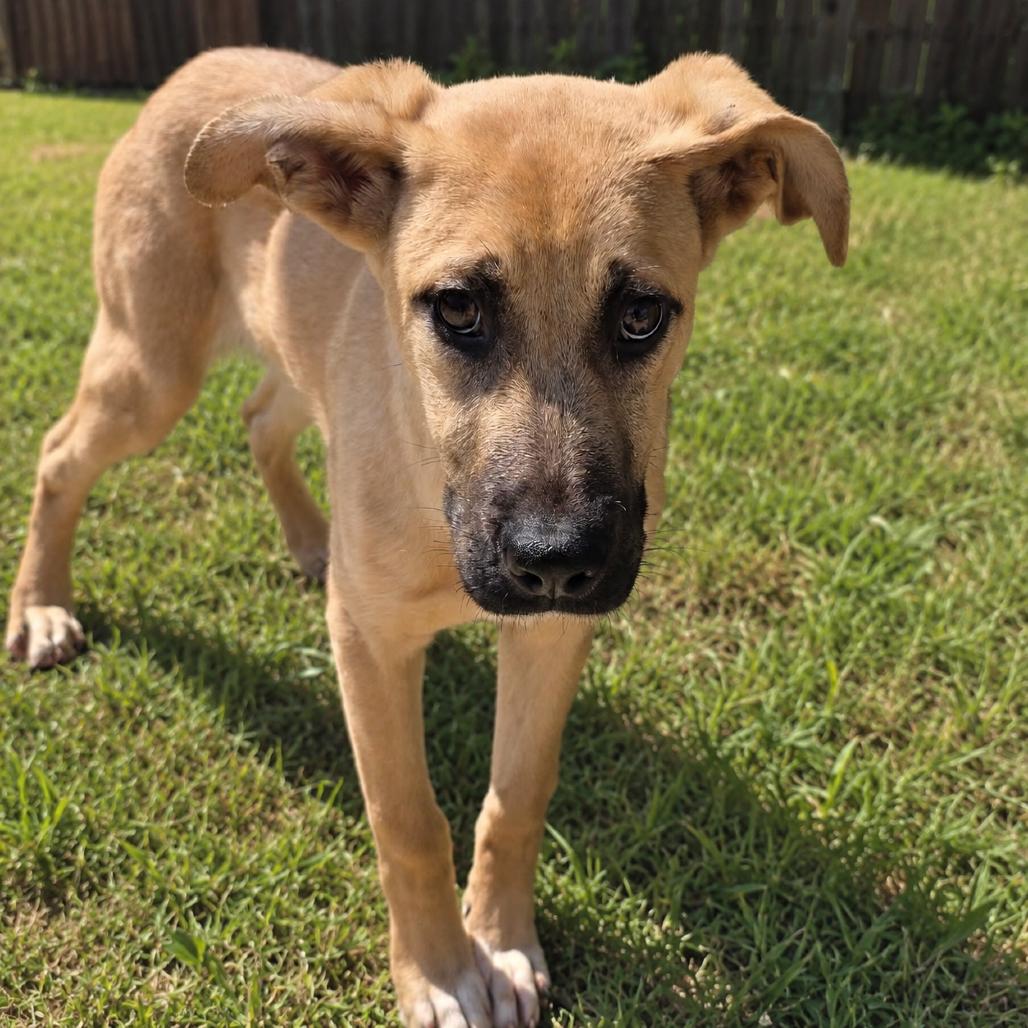 Enlarge Pierogi, a Adoptable mixed breed in Norman, OK image 3/3