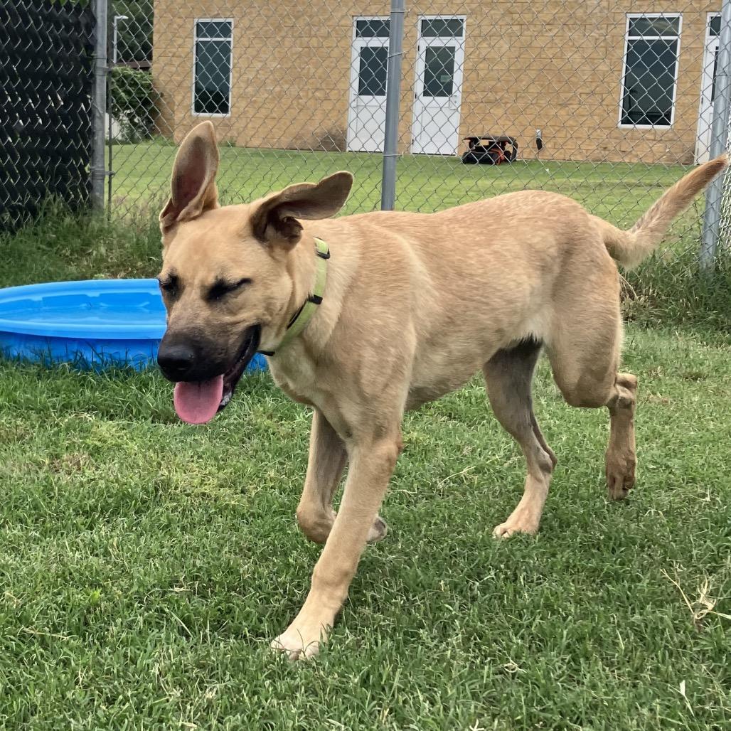 Pierogi, a Adoptable mixed breed in Norman, OK image 5/6