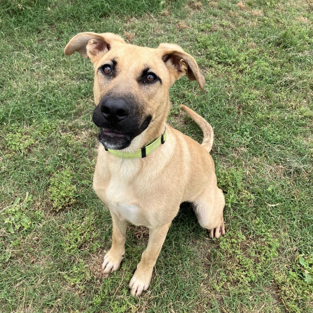 Pierogi, a Adoptable mixed breed in Norman, OK image 6/6