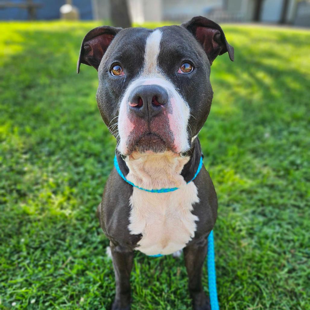 Enlarge Bleu, a Adoptable Mixed Breed in Davenport, IA image 1/6