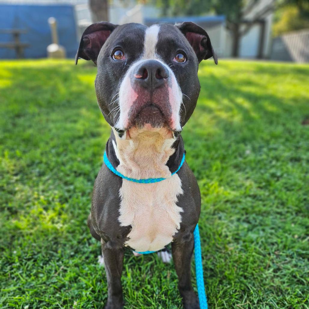 Enlarge Bleu, a Adoptable Mixed Breed in Davenport, IA image 2/6