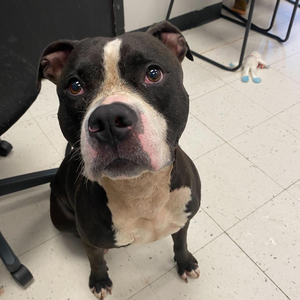 Enlarge Bleu, a Adoptable Mixed Breed in Davenport, IA image 3/6