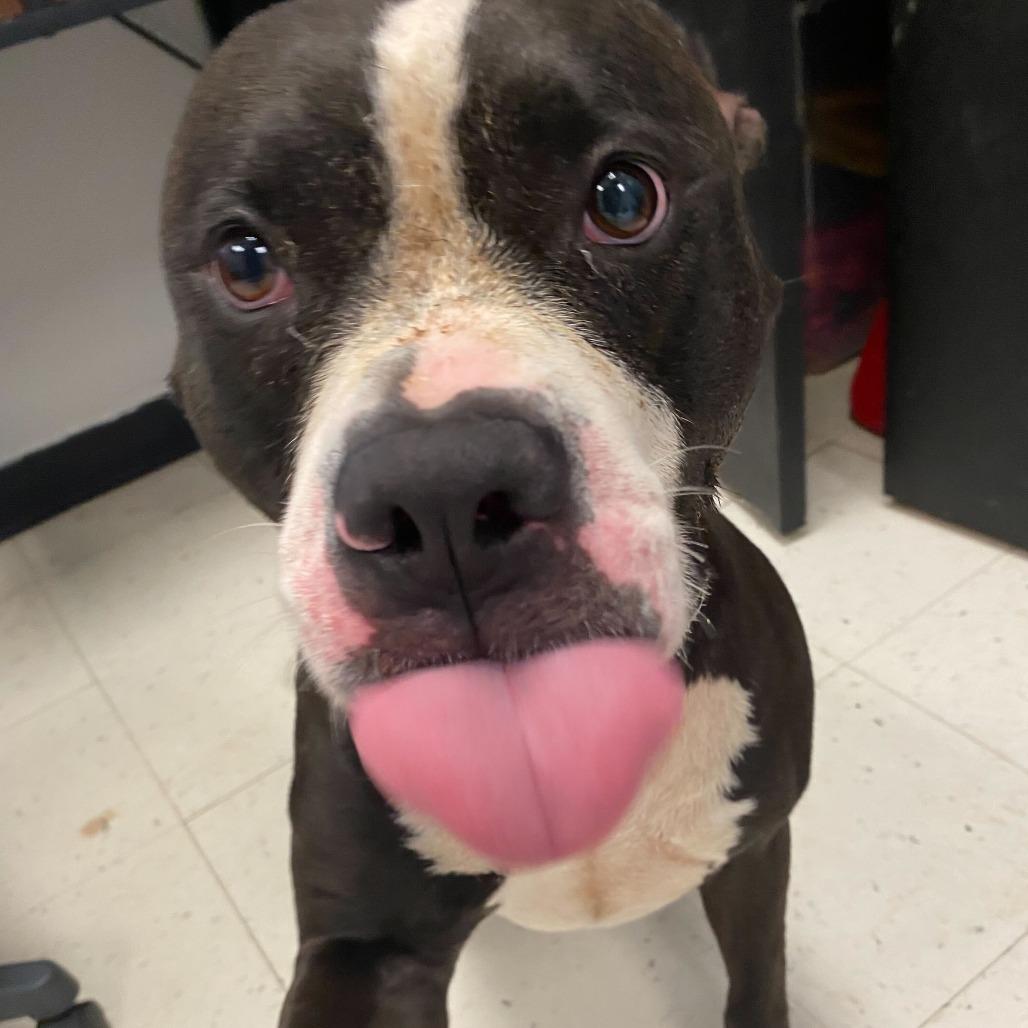 Enlarge Bleu, a Adoptable Mixed Breed in Davenport, IA image 4/6