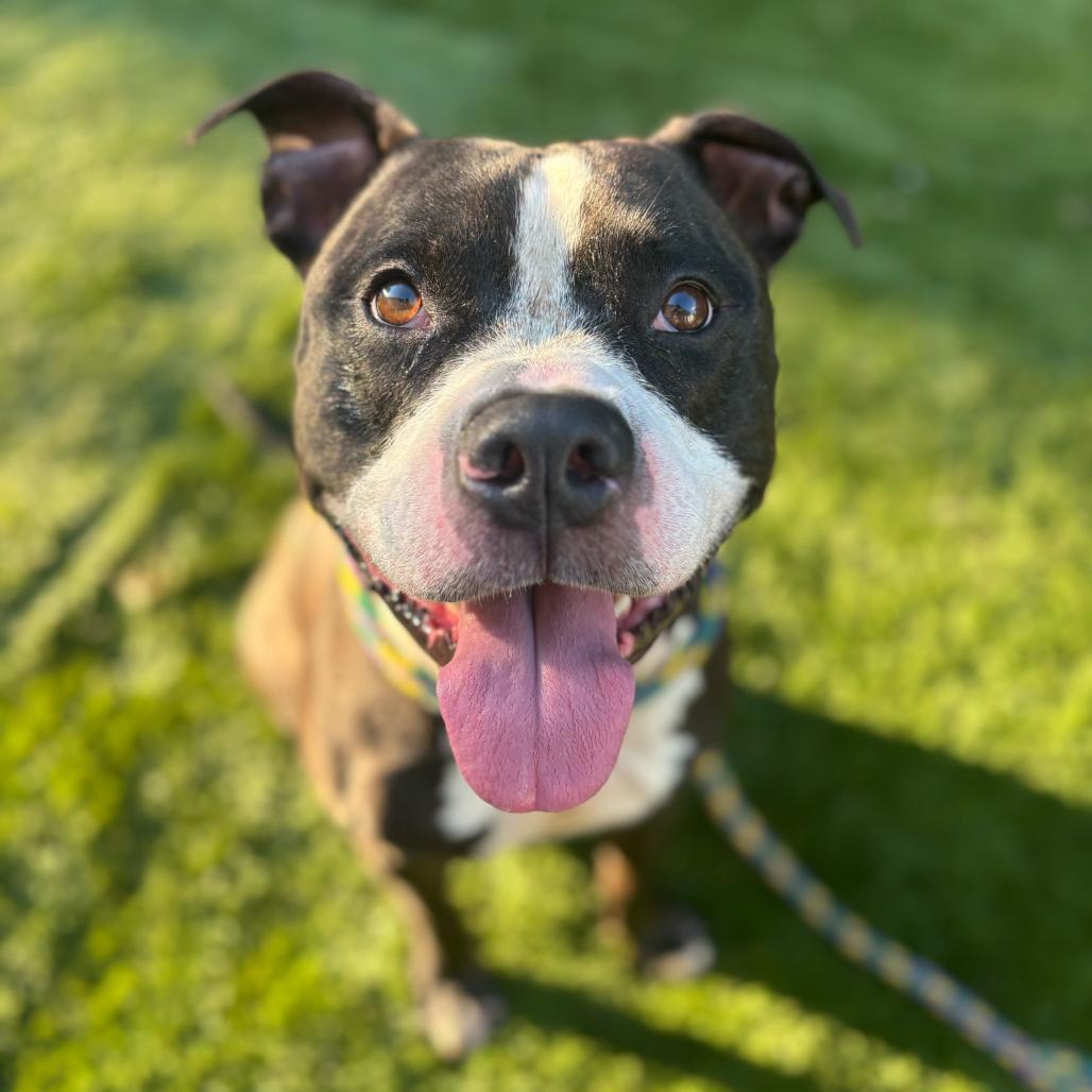 Enlarge Bleu, a Adoptable Mixed Breed in Davenport, IA image 5/6