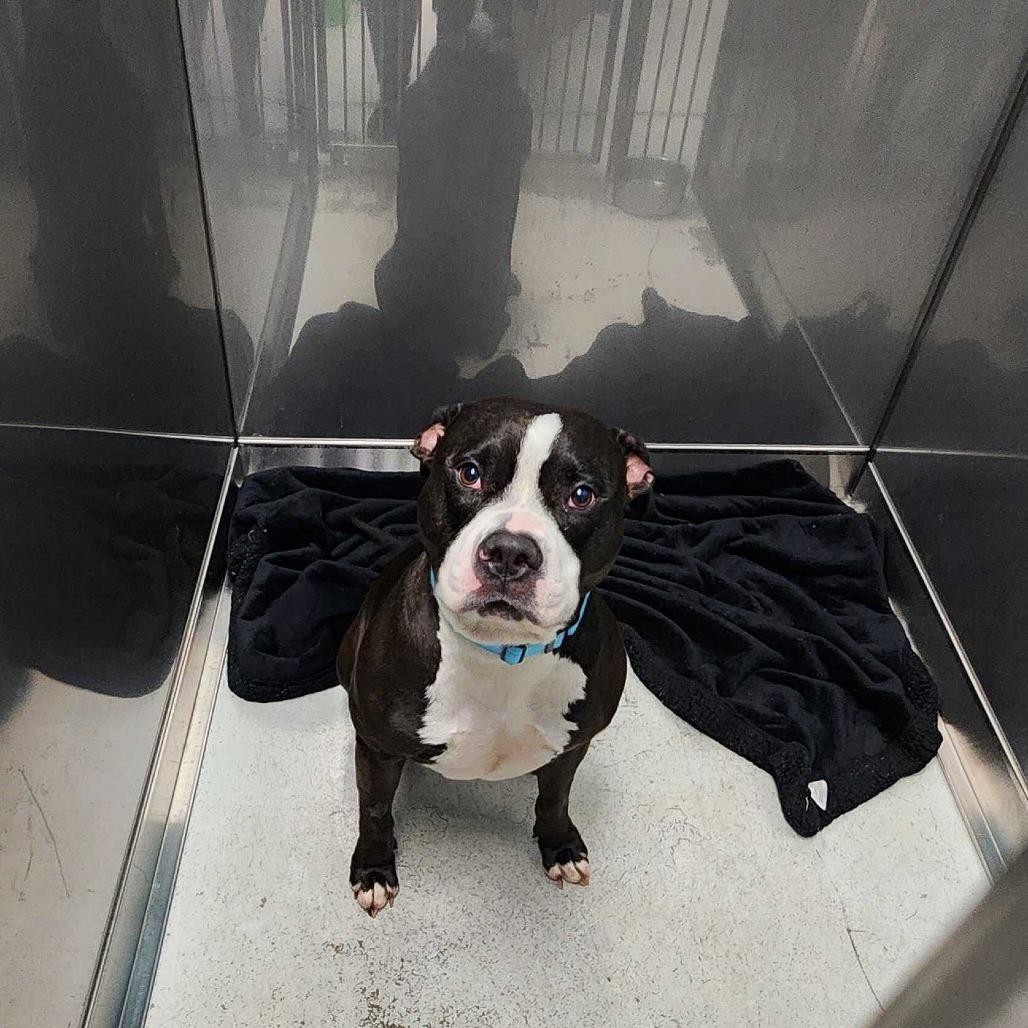 Enlarge Bleu, a Adoptable Mixed Breed in Davenport, IA image 6/6