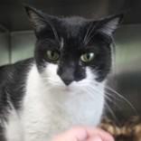 Buttons, adopted, Adult Female Domestic Short Hair.