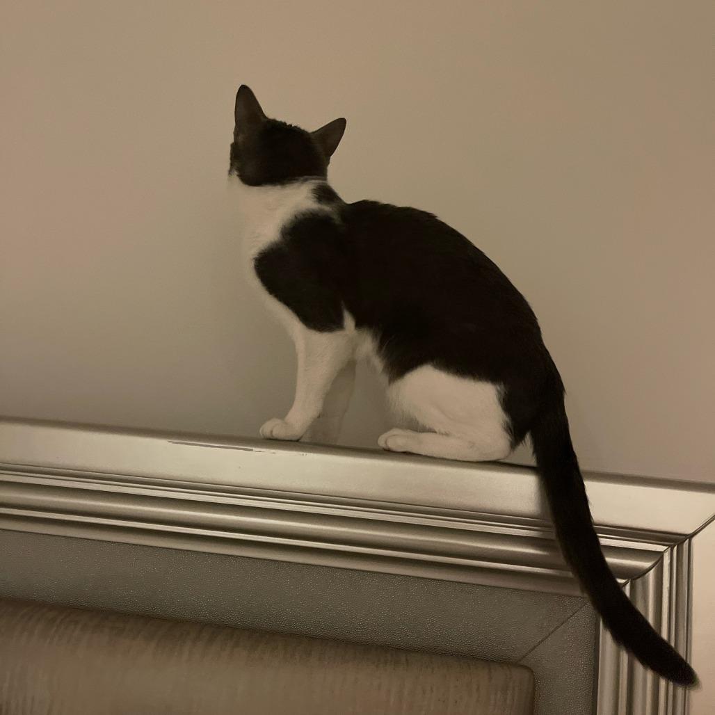 Keisha - Home to Home, Adoptable, Adult Male Domestic Short Hair.