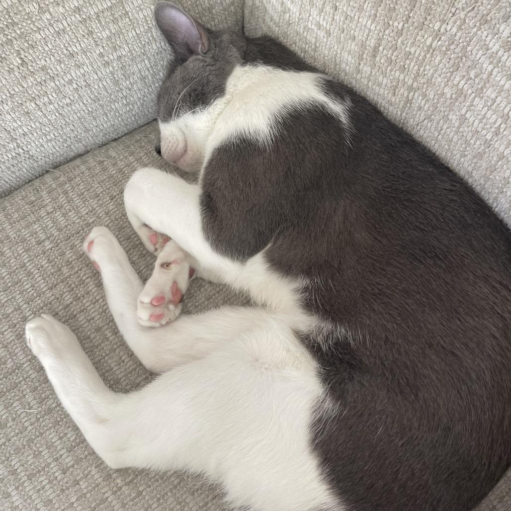 Enlarge Keisha - Home to Home, a Adoptable Domestic Short Hair in South Elgin, IL image 2/2