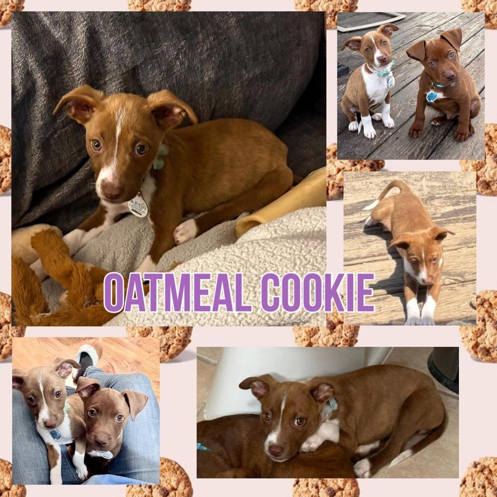 Oatmeal Cookie, Adoptable, Puppy Female Mixed Breed.