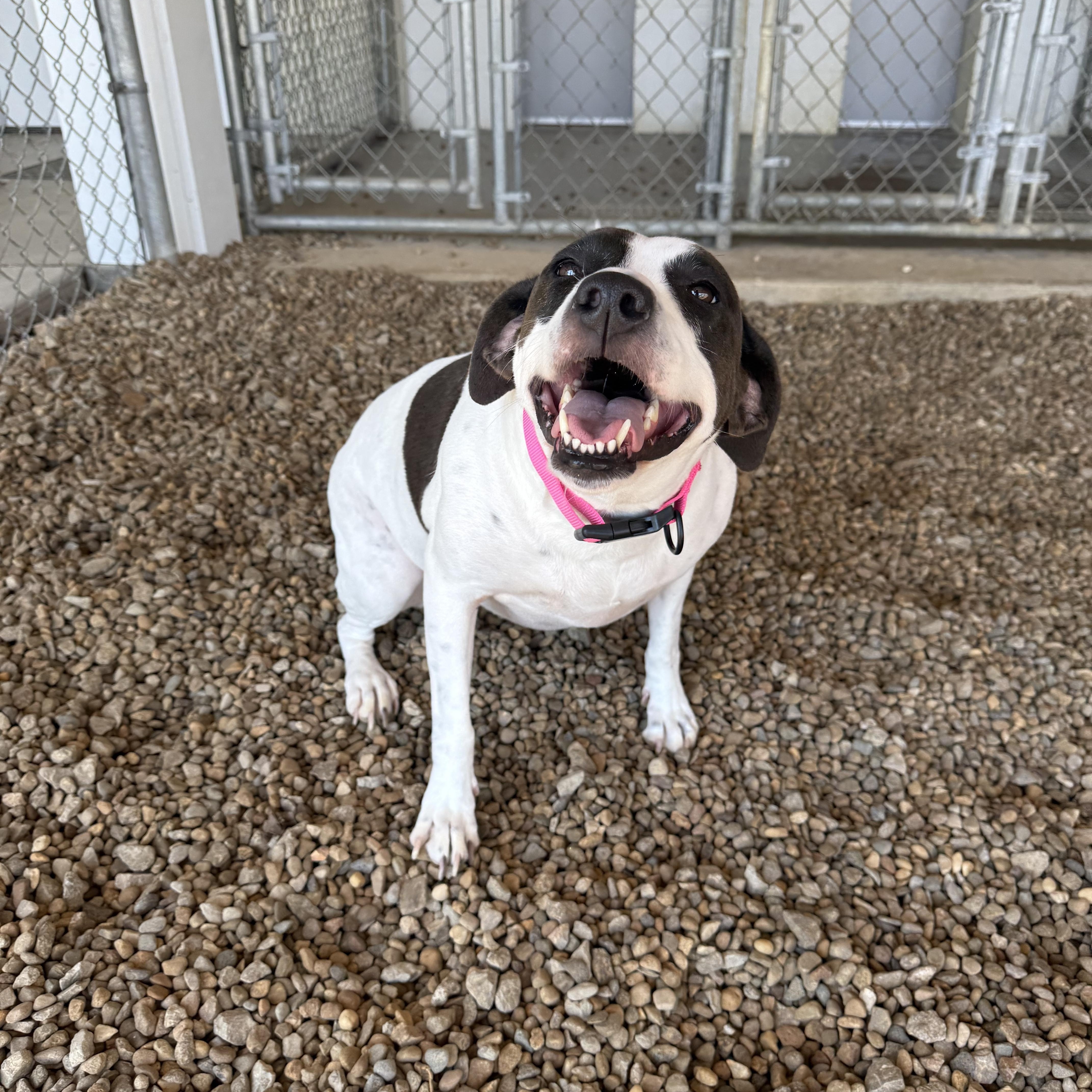 Zora, a Adoptable mixed breed in Lincoln, IL image 3/5