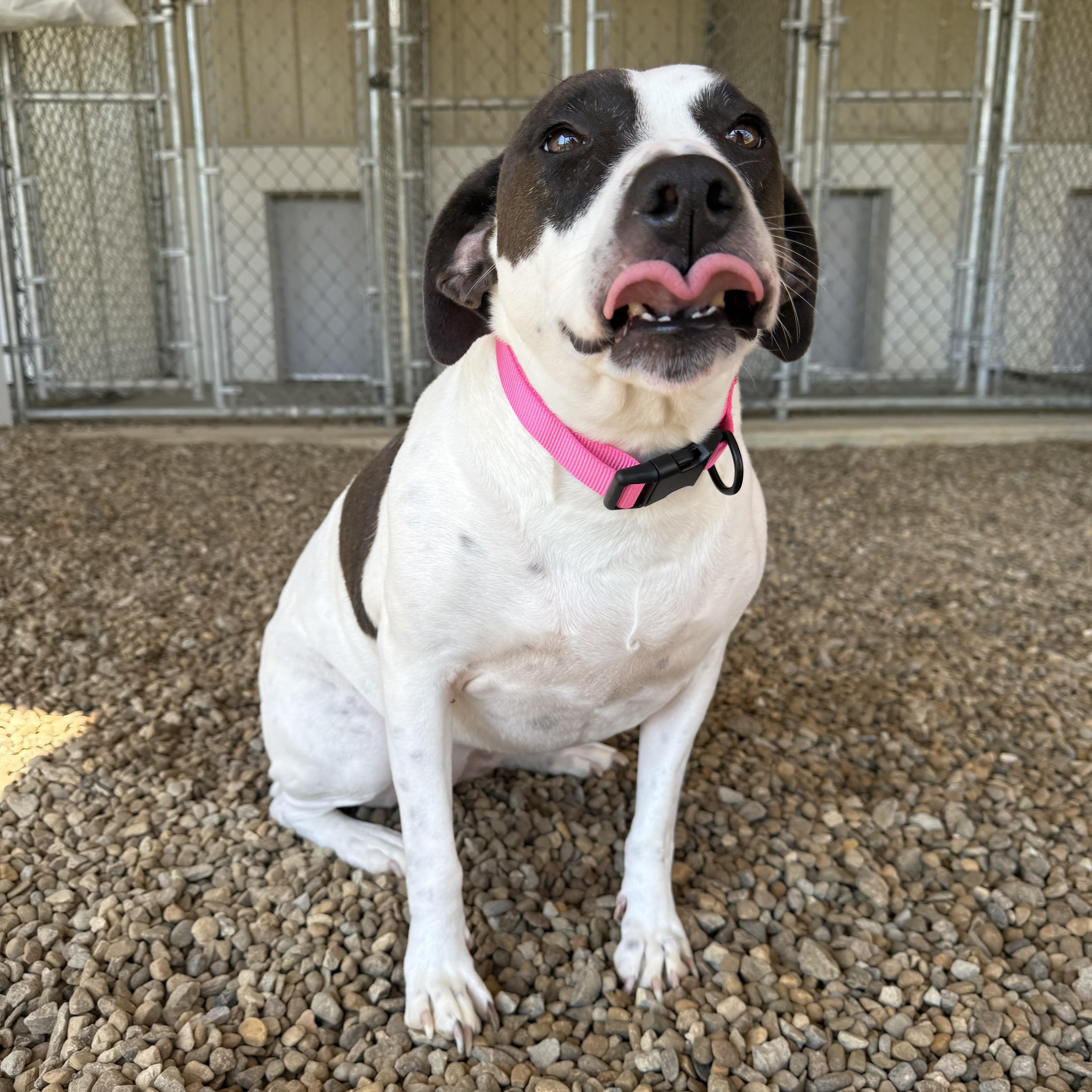 Zora, Adoptable, Adult Female Pit Bull Terrier & German Shorthaired Pointer.