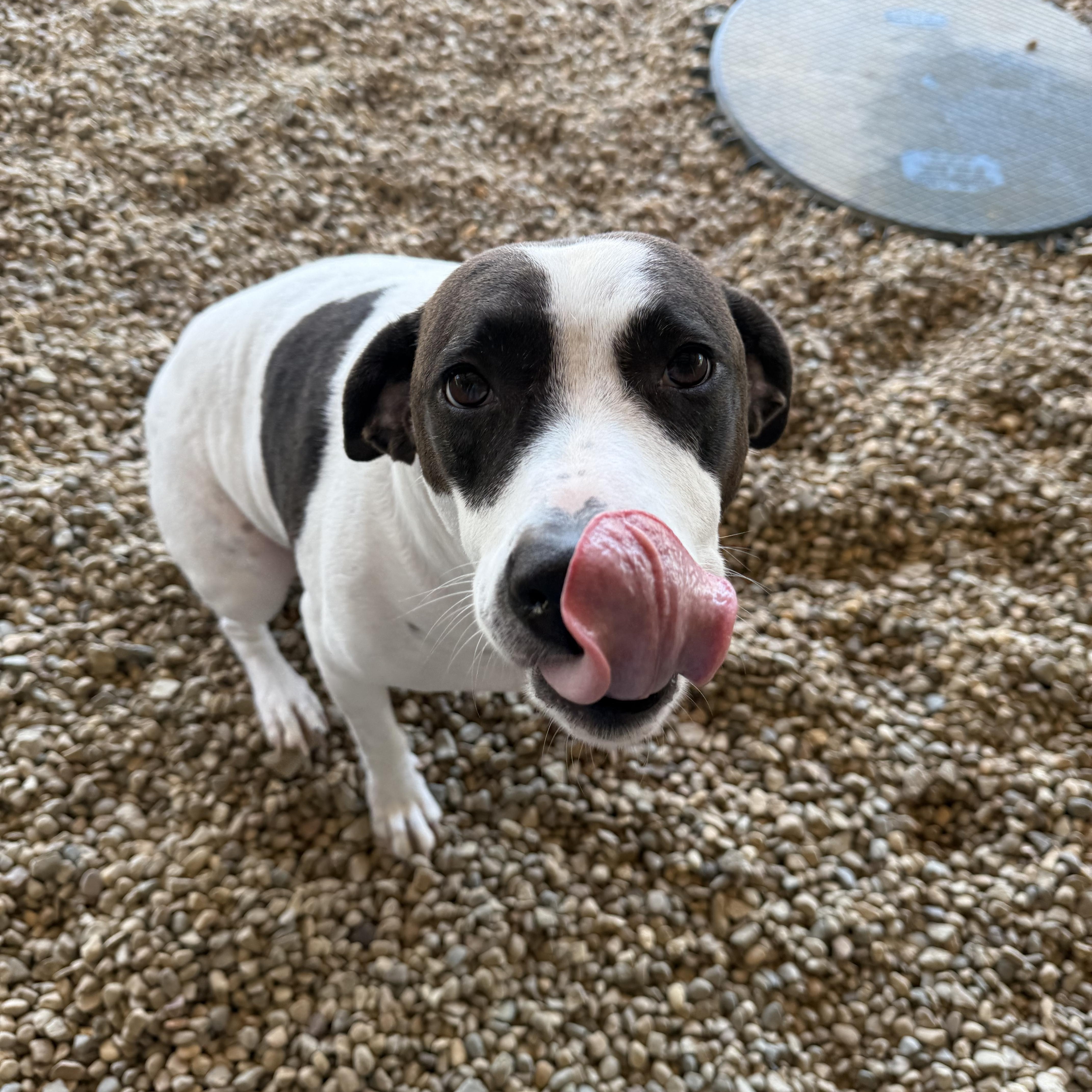 Zora, a Adoptable mixed breed in Lincoln, IL image 4/5