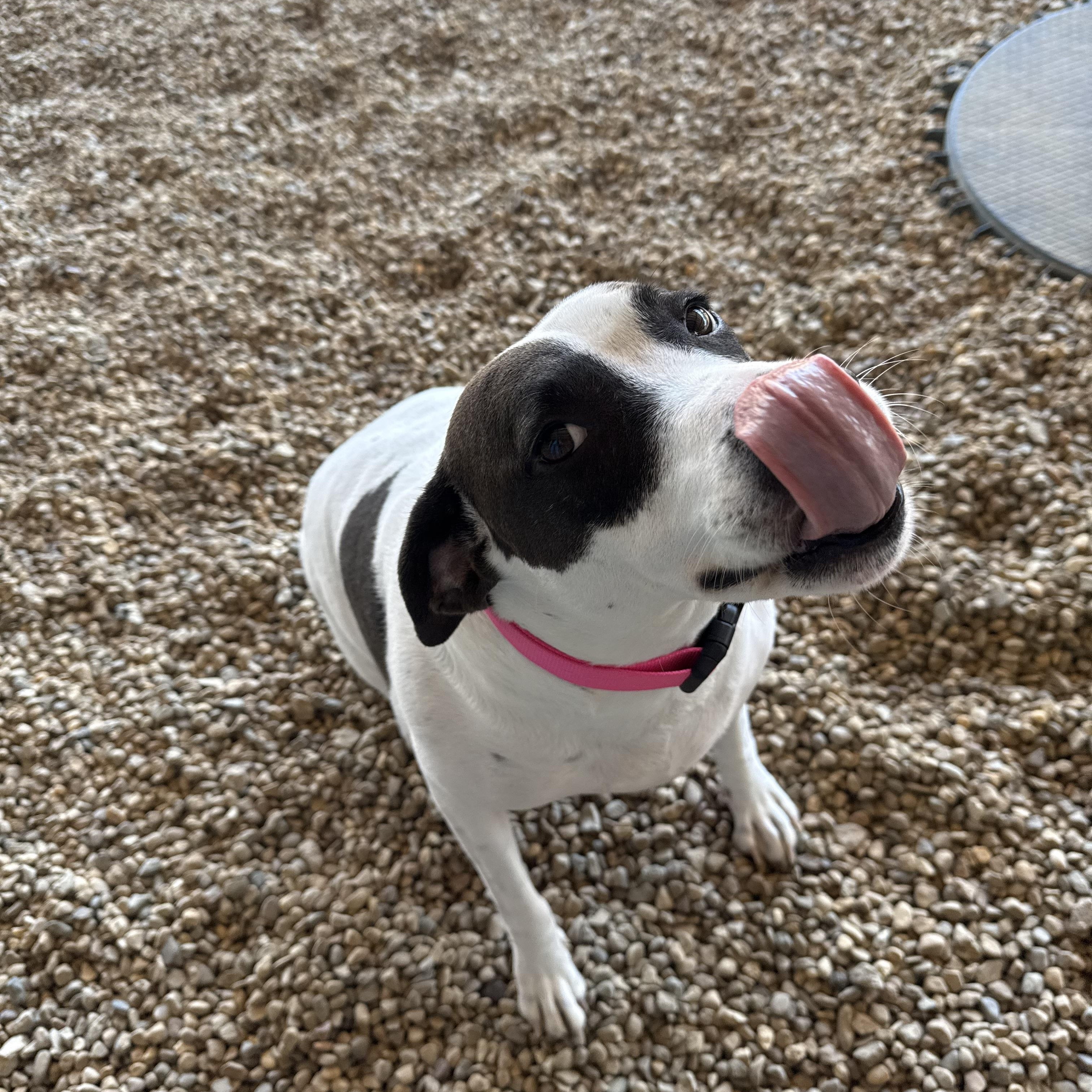 Zora, a Adoptable mixed breed in Lincoln, IL image 5/5