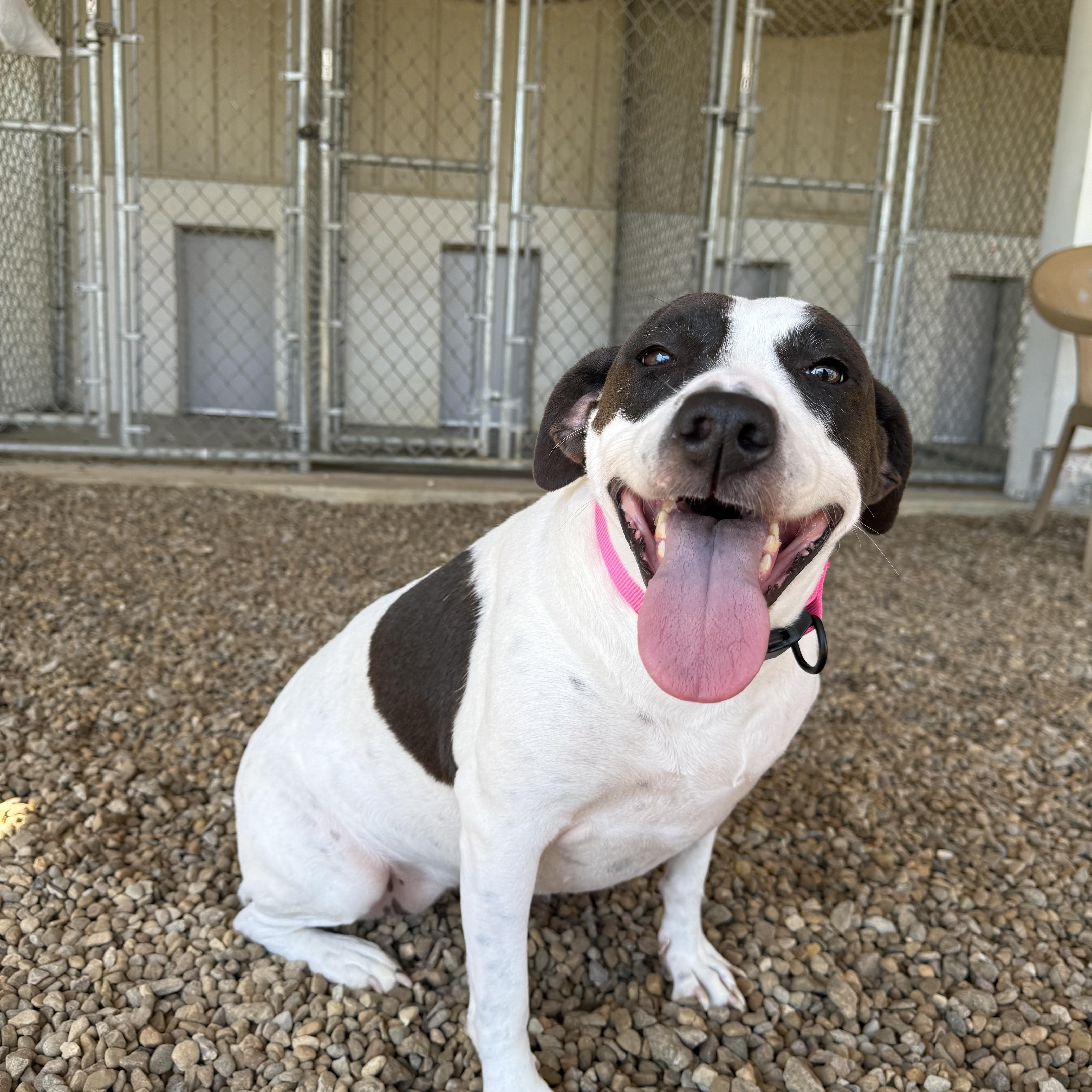 Zora, a Adoptable mixed breed in Lincoln, IL image 2/5