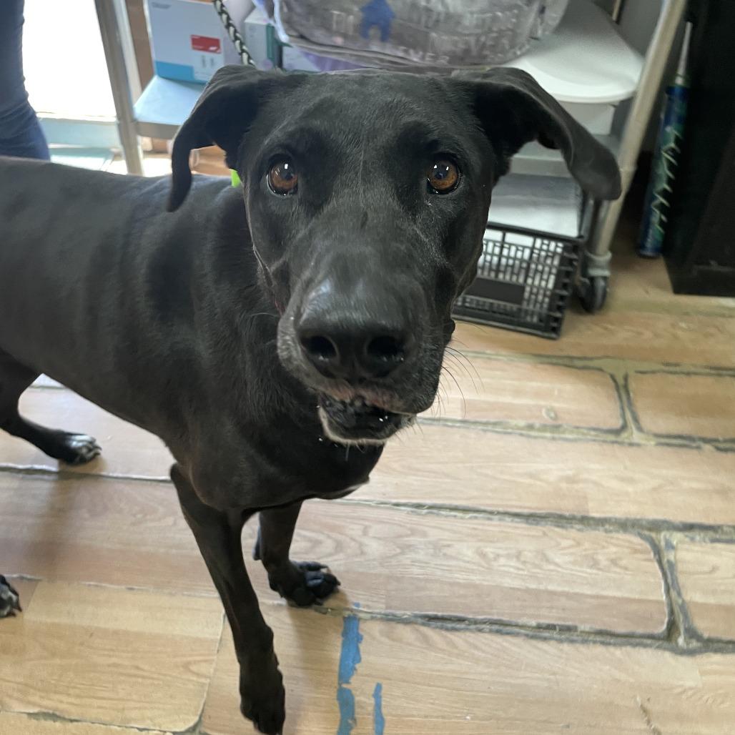 Brielle, Adoptable, Adult Female Great Dane & Mixed Breed.