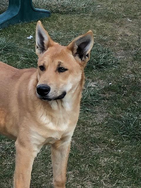 Sasquatch, a Adoptable Carolina Dog in Durango, CO image 1/5