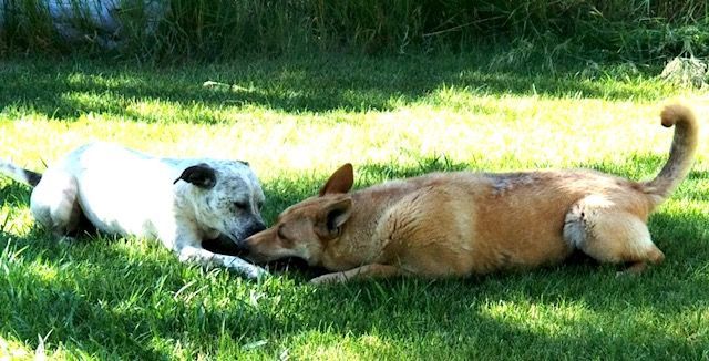 Sasquatch, a Adoptable Carolina Dog in Durango, CO image 2/5
