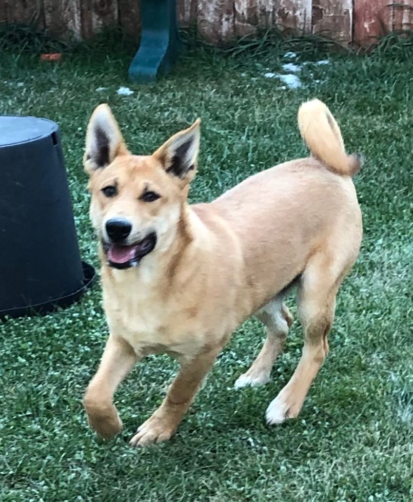 Sasquatch, a Adoptable Carolina Dog in Durango, CO image 3/5