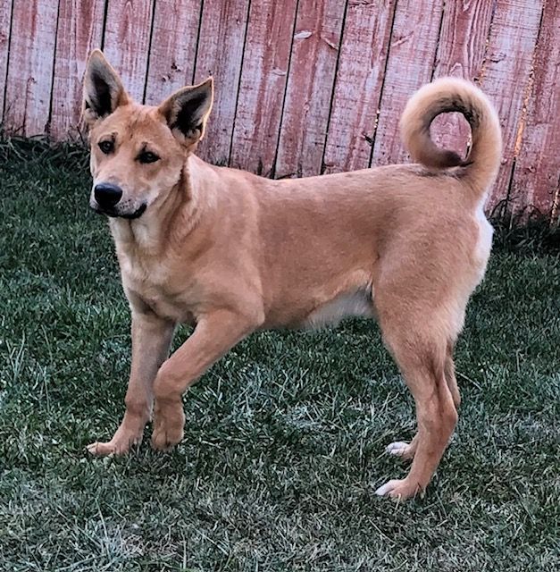 Sasquatch, a Adoptable Carolina Dog in Durango, CO image 4/5