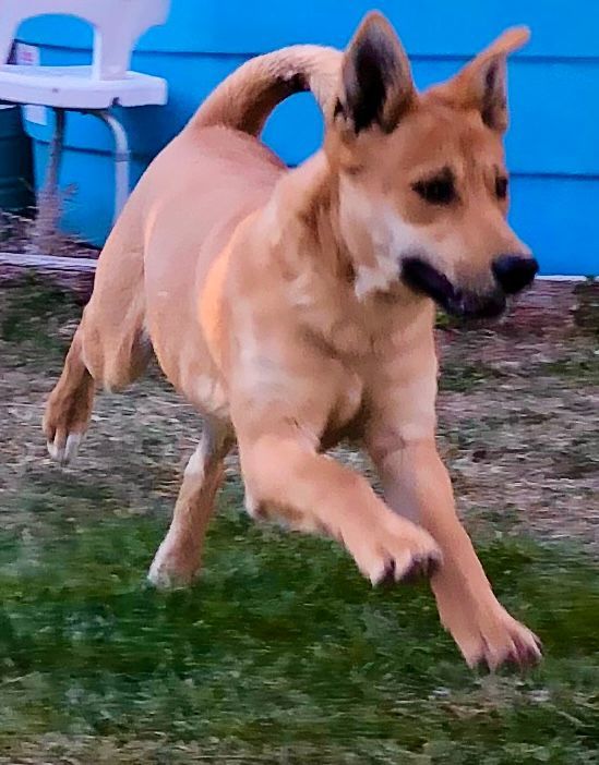 Sasquatch, a Adoptable Carolina Dog in Durango, CO image 5/5