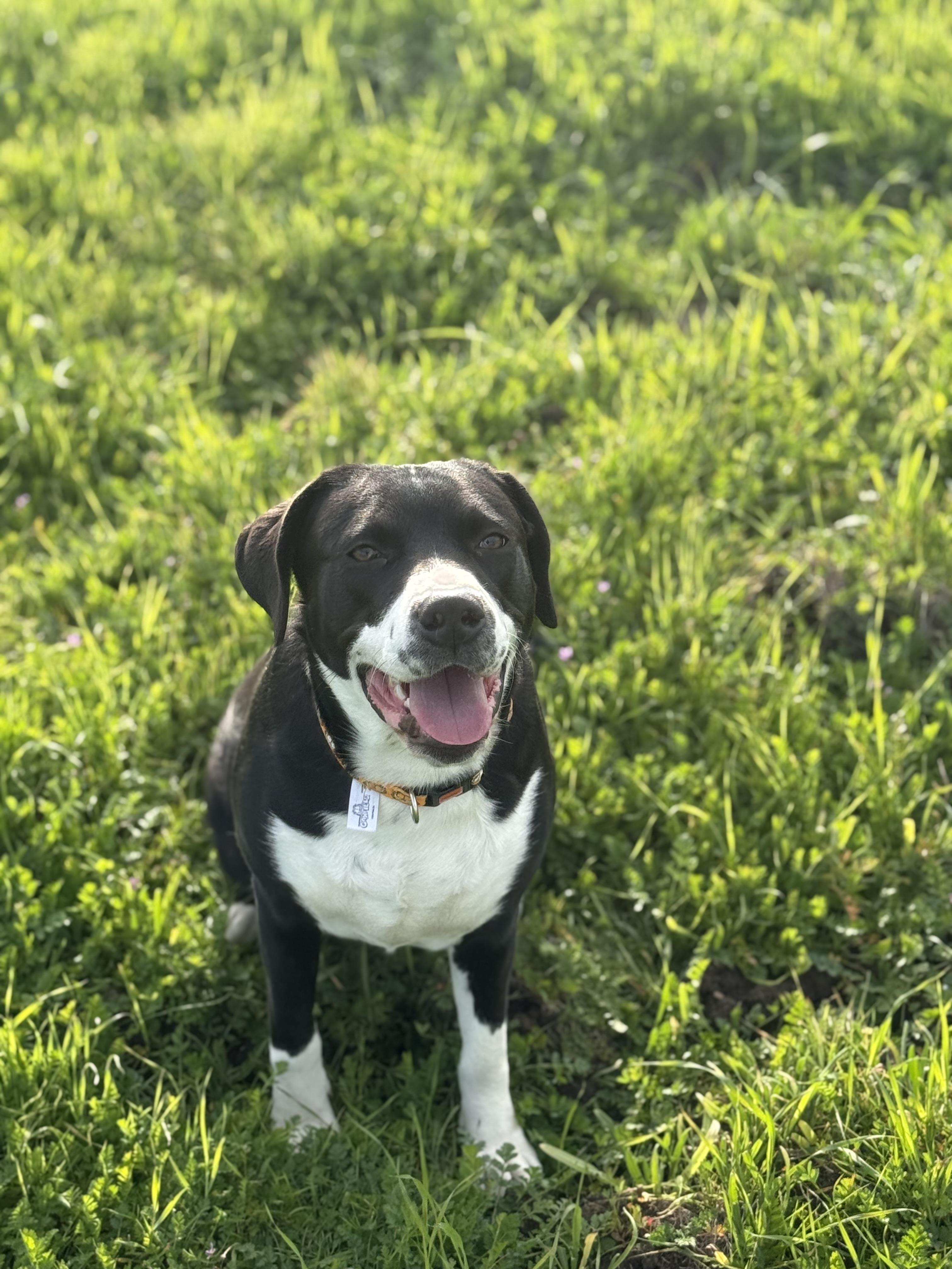 Bologna (Owner Assist), Adopted, Young Female Labrador Retriever & Beagle.