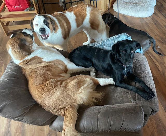 Enlarge Mama Tracy, a Adoptable Labrador Retriever in Duluth, MN image 1/3