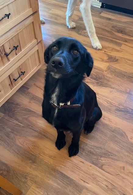 Enlarge Mama Tracy, a Adoptable Labrador Retriever in Duluth, MN image 2/3