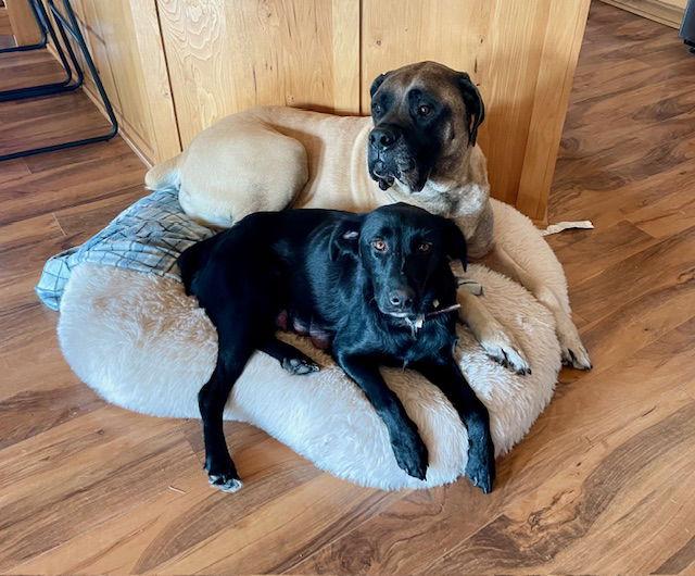 Enlarge Mama Tracy, a Adoptable Labrador Retriever in Duluth, MN image 3/3