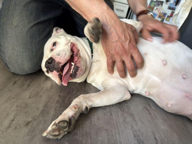 Enlarge Winter, a ADOPTABLE Pit Bull Terrier in Berkeley, CA image 6/6