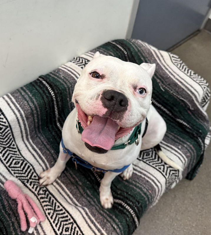 Winter, ADOPTABLE, Adult Female Pit Bull Terrier.