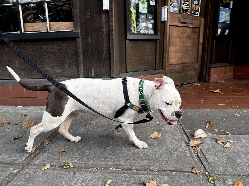 Enlarge Winter, a ADOPTABLE Pit Bull Terrier in Berkeley, CA image 4/6