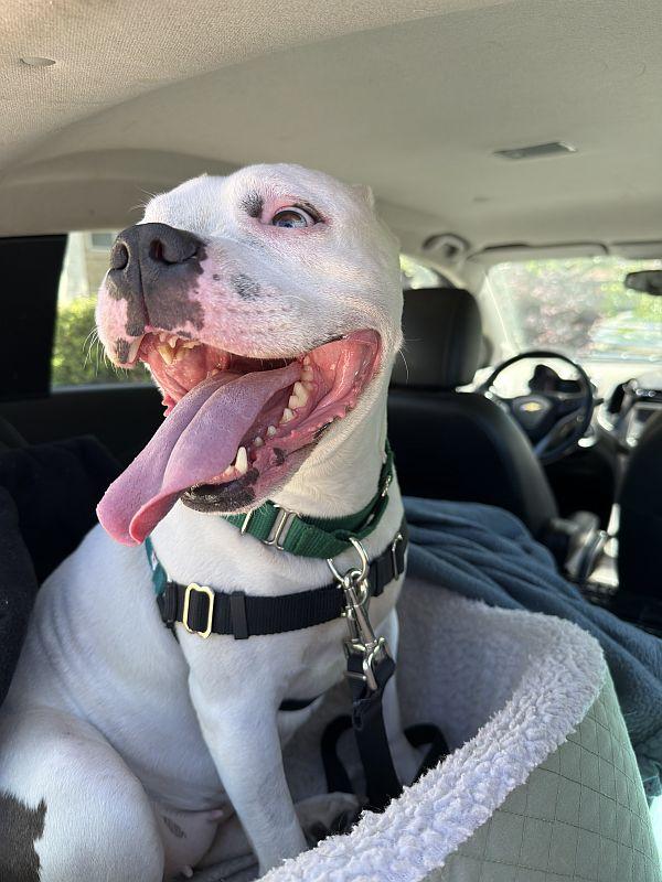 Winter, ADOPTABLE, Adult Female Pit Bull Terrier.