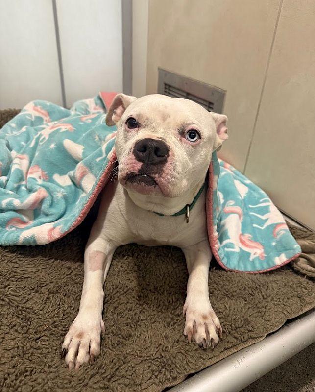Enlarge Winter, a ADOPTABLE Pit Bull Terrier in Berkeley, CA image 3/5